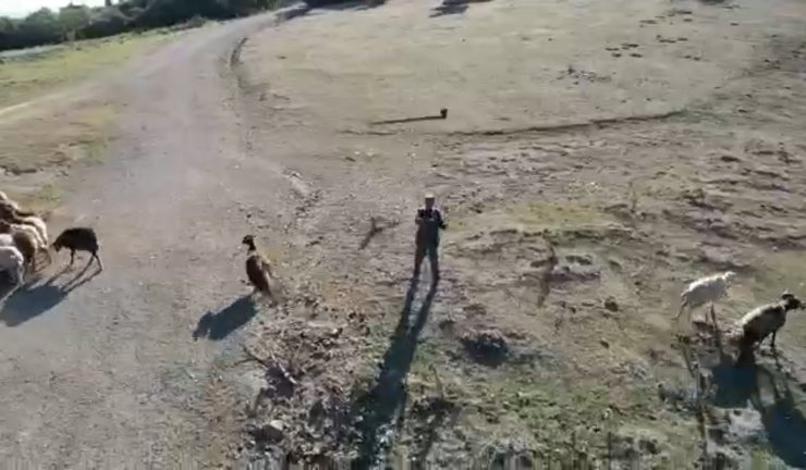 Çobanı kızdırdılar, sürüye yaklaşan drona balta fırlattı