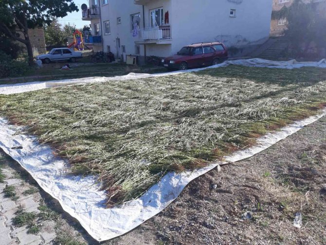 Bu ürün Konyalı üreticinin ek gelir kaynağı oldu