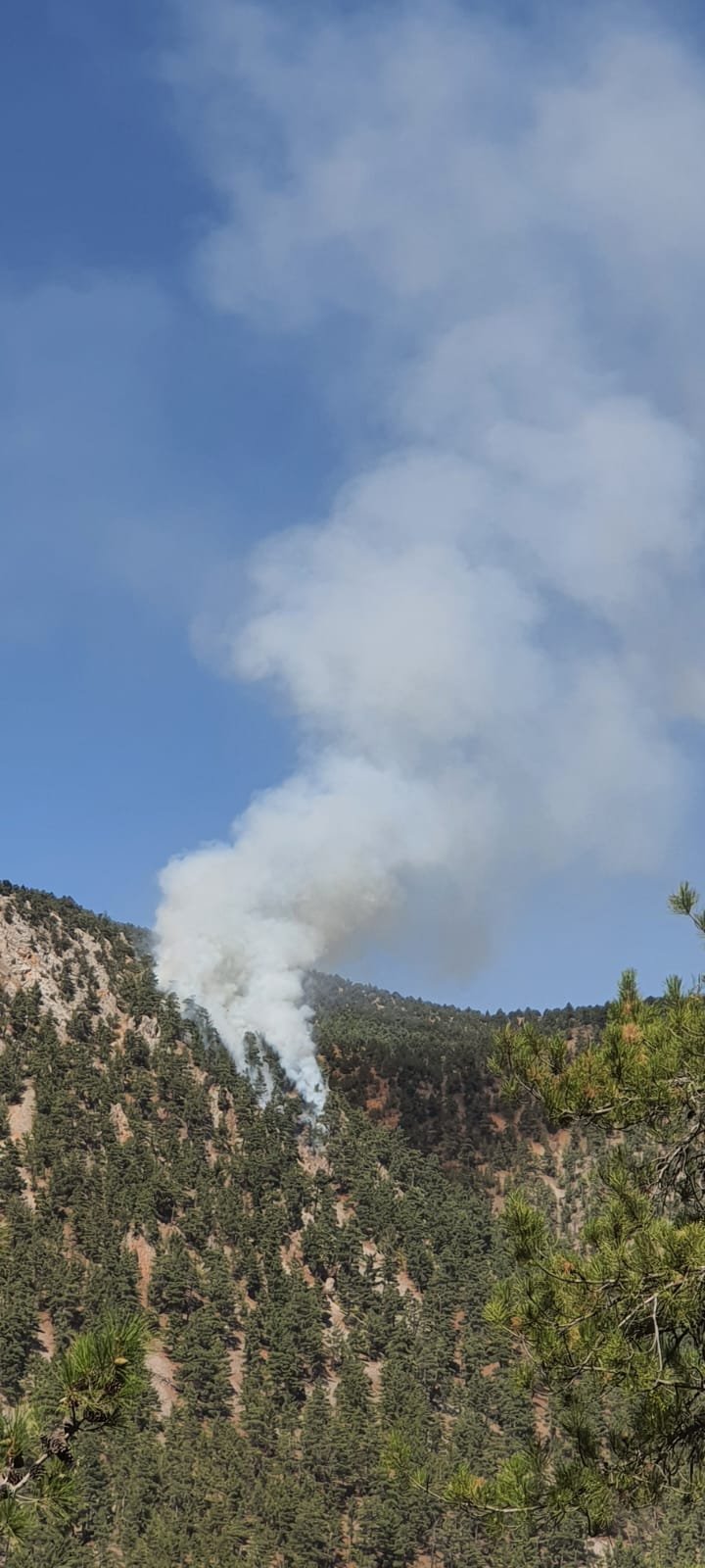 Adana'da orman yangını