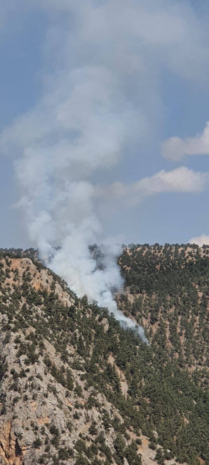 Adana'da orman yangını