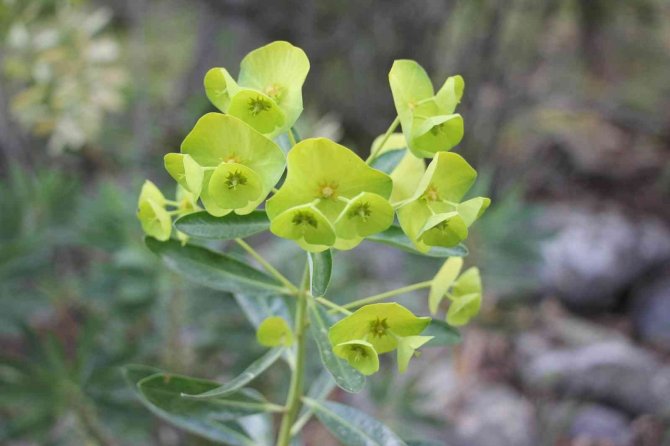 Konya’da 260 bitki ve çiçek gün yüzüne çıkarılacak