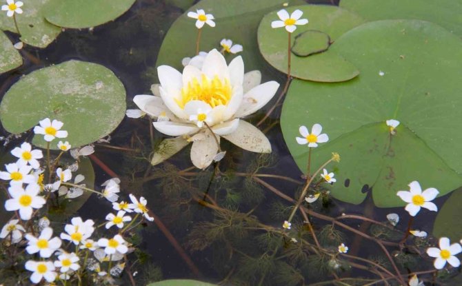 Konya’da 260 bitki ve çiçek gün yüzüne çıkarılacak