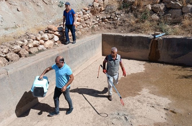 Havuzdan çıkamayan porsuğu ekipler kurtardı