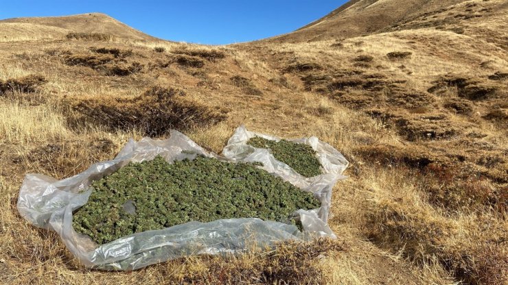 3 milyon kök Hint keneviri ile 425 kilo esrar ele geçirildi