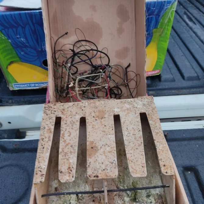 Konya’da bu kuşu avlayan iki kişiye ceza yağdı