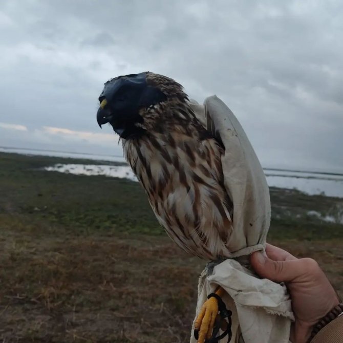 Konya’da bu kuşu avlayan iki kişiye ceza yağdı