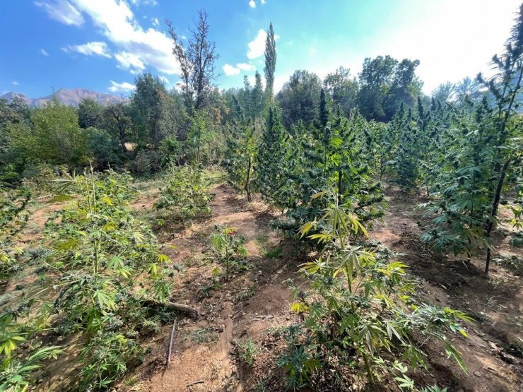 6 milyon kök Hint keneviri ile 404 kilo esrar ele geçirildi