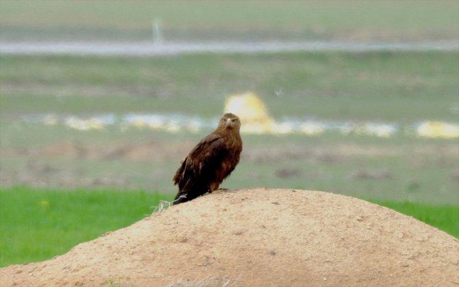 Konya'da 40 gün saha çalışması yapıldı! Türkiye'de sadece 12 çift