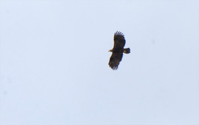 Konya'da 40 gün saha çalışması yapıldı! Türkiye'de sadece 12 çift