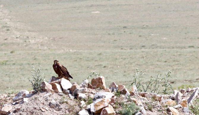 Konya'da 40 gün saha çalışması yapıldı! Türkiye'de sadece 12 çift