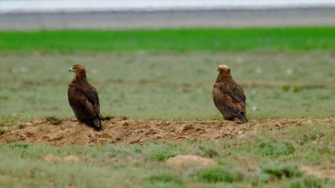 Konya'da 40 gün saha çalışması yapıldı! Türkiye'de sadece 12 çift