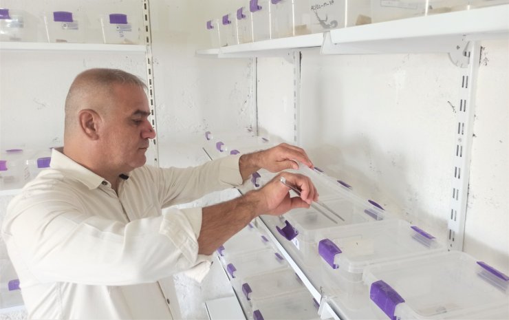 Evinin altına akrep çiftliği kurdu! Zehirleri böyle üretiyor