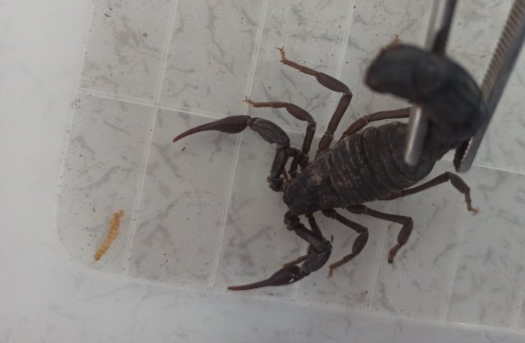 Evinin altına akrep çiftliği kurdu! Zehirleri böyle üretiyor