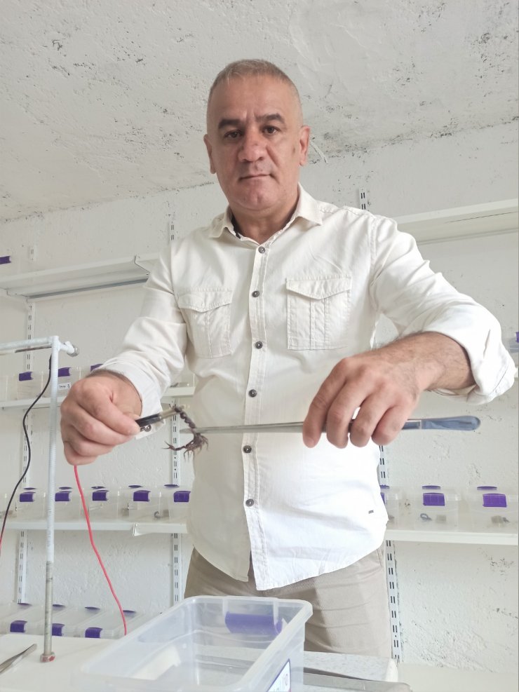 Evinin altına akrep çiftliği kurdu! Zehirleri böyle üretiyor