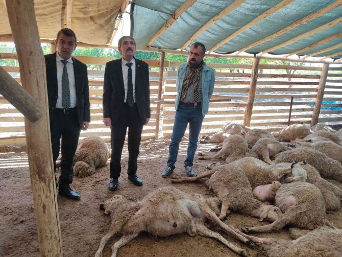 Ağıla giren kurt sürüsü, 42 koyunu telef etti