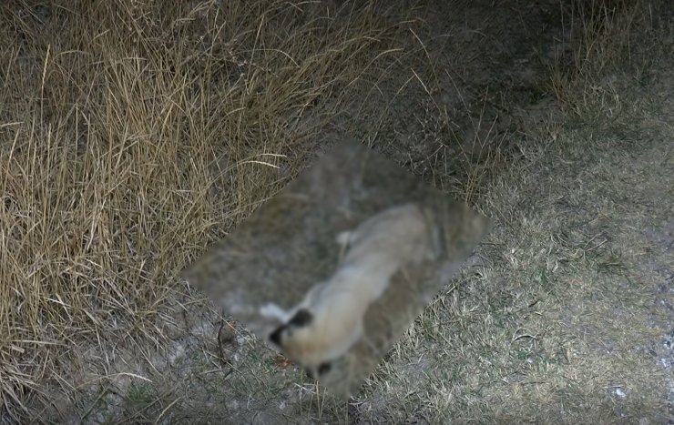 Ankara'da aynı yerde 5 köpek daha ölü bulundu