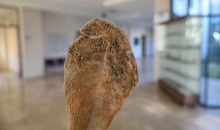 Antalya Körfezi'nde parazitin vurduğu 'pina' tükendi