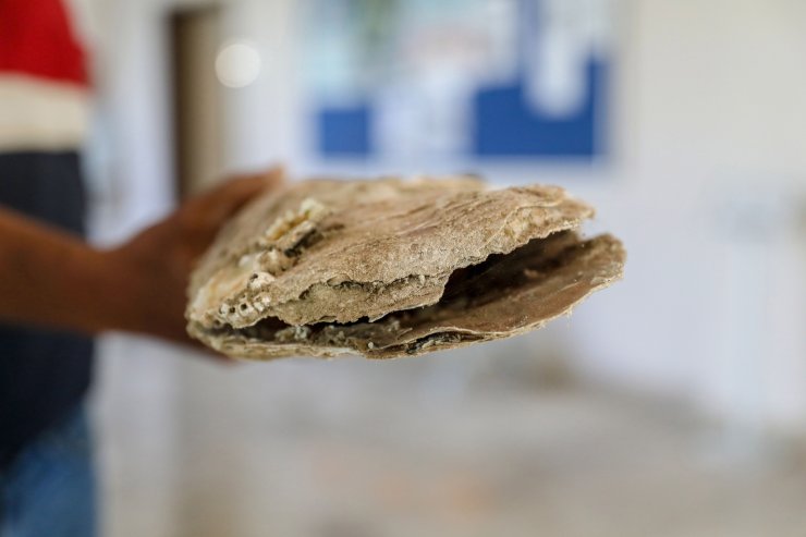 Antalya Körfezi'nde parazitin vurduğu 'pina' tükendi