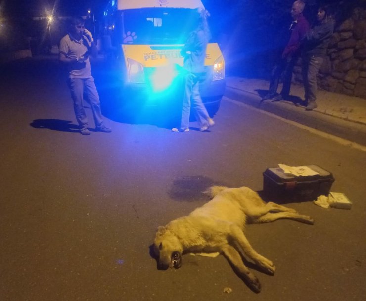 Bodrum'da ölen 3 köpeğin zehirlendiği iddiasıyla savcılık soruşturma başlattı