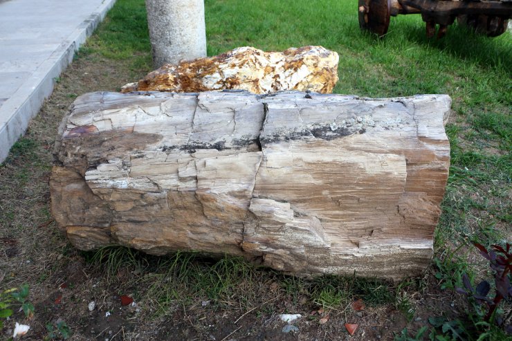 Türkiye'nin o ilinde 41,5 milyon yıllık ağaç fosilleri bulundu