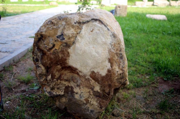 Türkiye'nin o ilinde 41,5 milyon yıllık ağaç fosilleri bulundu