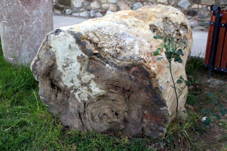 Türkiye'nin o ilinde 41,5 milyon yıllık ağaç fosilleri bulundu