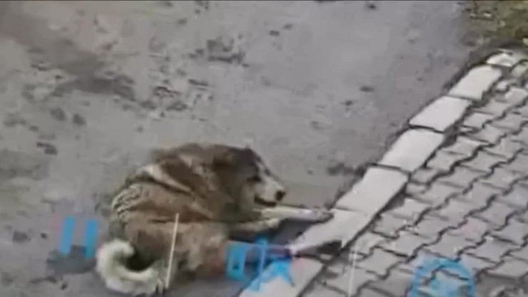 Siteden çıkarken kapının önünde yatan köpeği ezdi