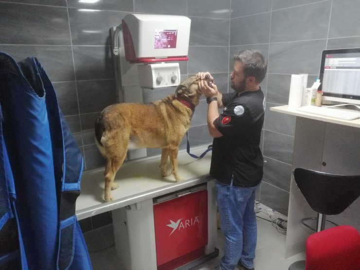 Topallayan köpeğin bacağından 200'den fazla 'saçma' çıktı