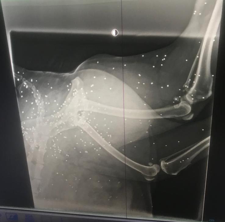 Topallayan köpeğin bacağından 200'den fazla 'saçma' çıktı