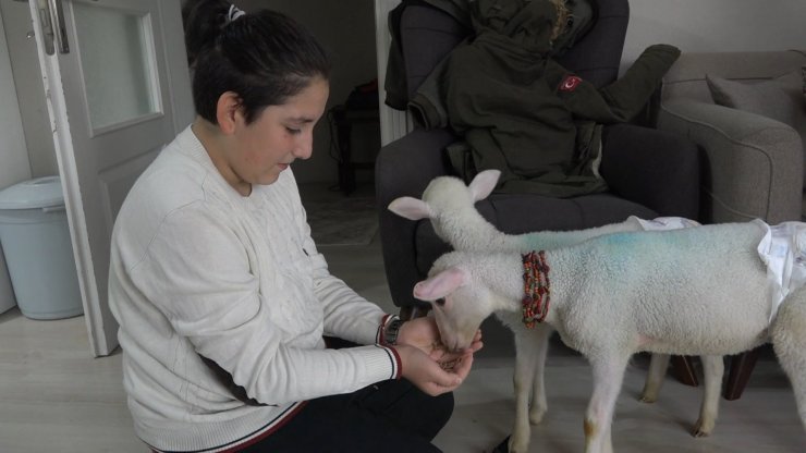 Annesiz kalan ikiz kuzulara evde bebek gibi bakıyorlar
