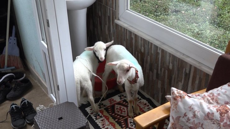 Annesiz kalan ikiz kuzulara evde bebek gibi bakıyorlar