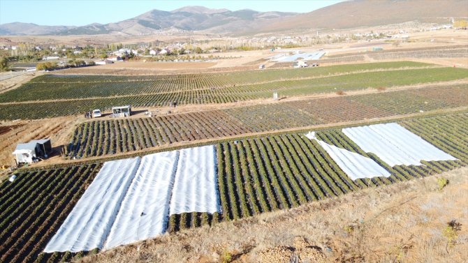 En büyük pazarları Dubai ve Maldivler... Konya'da 40 bin ton üretilen bu ürün böyle korunuyor