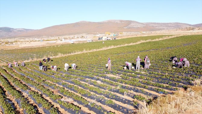 En büyük pazarları Dubai ve Maldivler... Konya'da 40 bin ton üretilen bu ürün böyle korunuyor