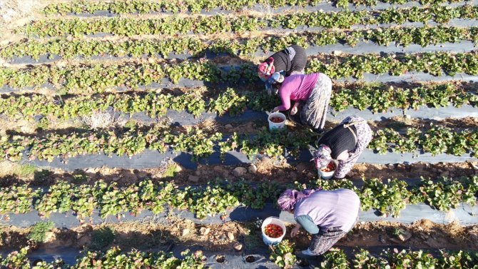 En büyük pazarları Dubai ve Maldivler... Konya'da 40 bin ton üretilen bu ürün böyle korunuyor
