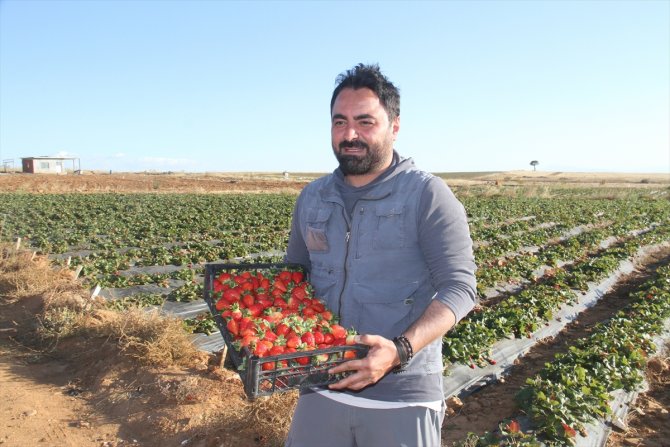 En büyük pazarları Dubai ve Maldivler... Konya'da 40 bin ton üretilen bu ürün böyle korunuyor