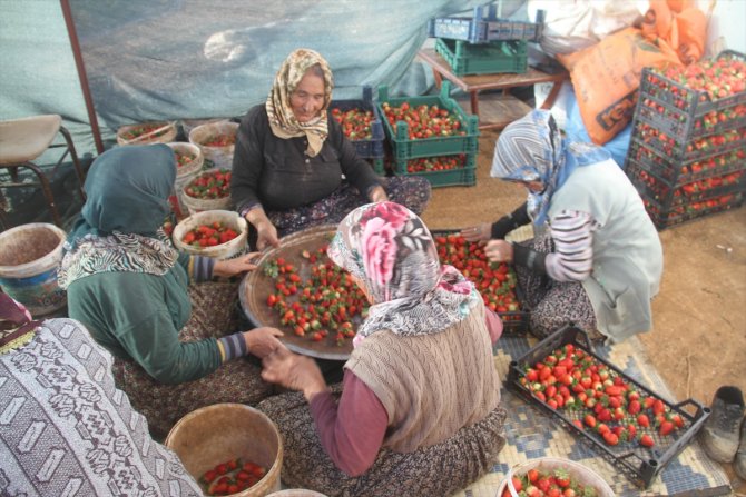 En büyük pazarları Dubai ve Maldivler... Konya'da 40 bin ton üretilen bu ürün böyle korunuyor