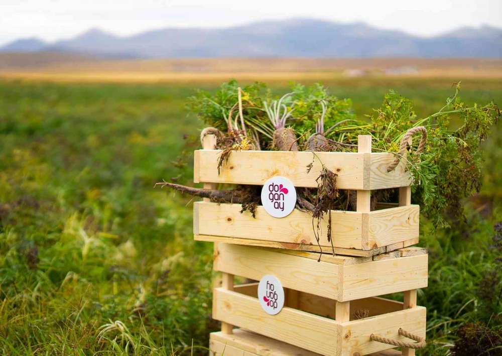 Konya’da yetiştiriliyor, 35 ülkeye ihraç ediliyor