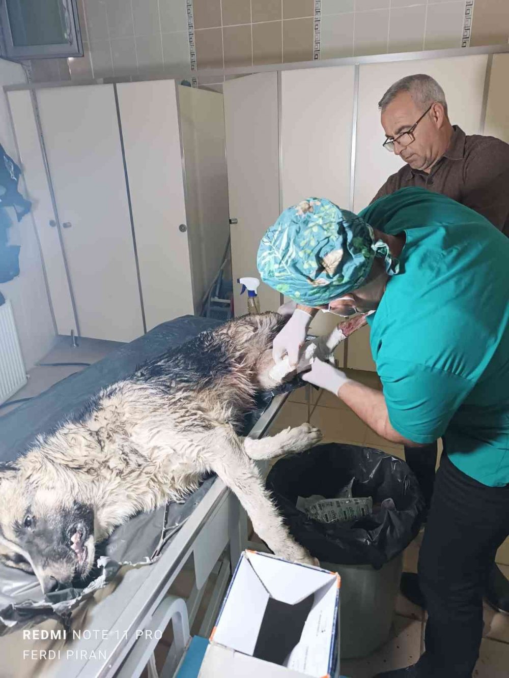 Aracın çarptığı köpek tedavi altına alındı