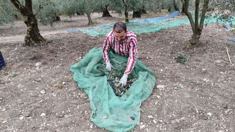Soğuk ve çamur onları durdurmuyor...  dünyanın en kaliteli zeytini için hasat zamanı