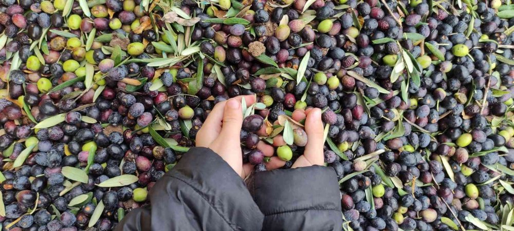Soğuk ve çamur onları durdurmuyor...  dünyanın en kaliteli zeytini için hasat zamanı