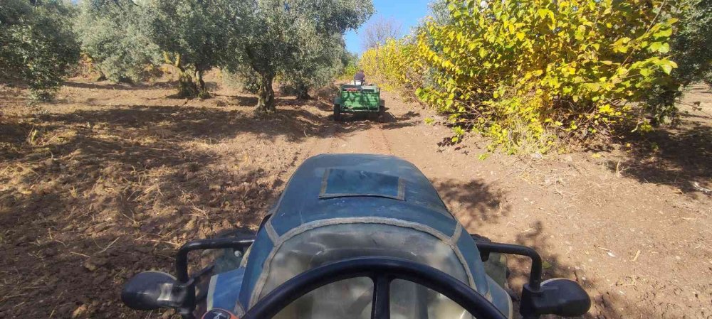 Soğuk ve çamur onları durdurmuyor...  dünyanın en kaliteli zeytini için hasat zamanı