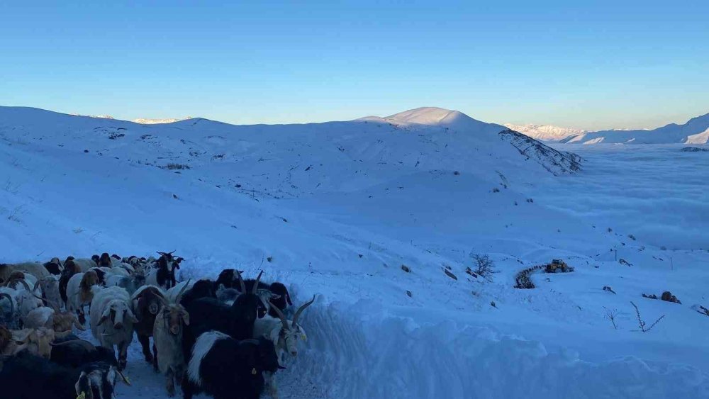 3 bin 500 rakımda mahsur kalan sürü kurtarıldı