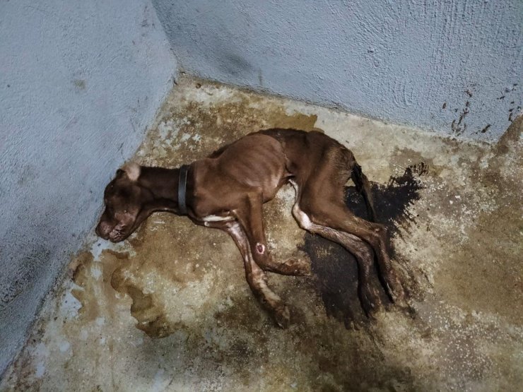 Henüz yaşananlar unutulmamışken bir vahşet daha!