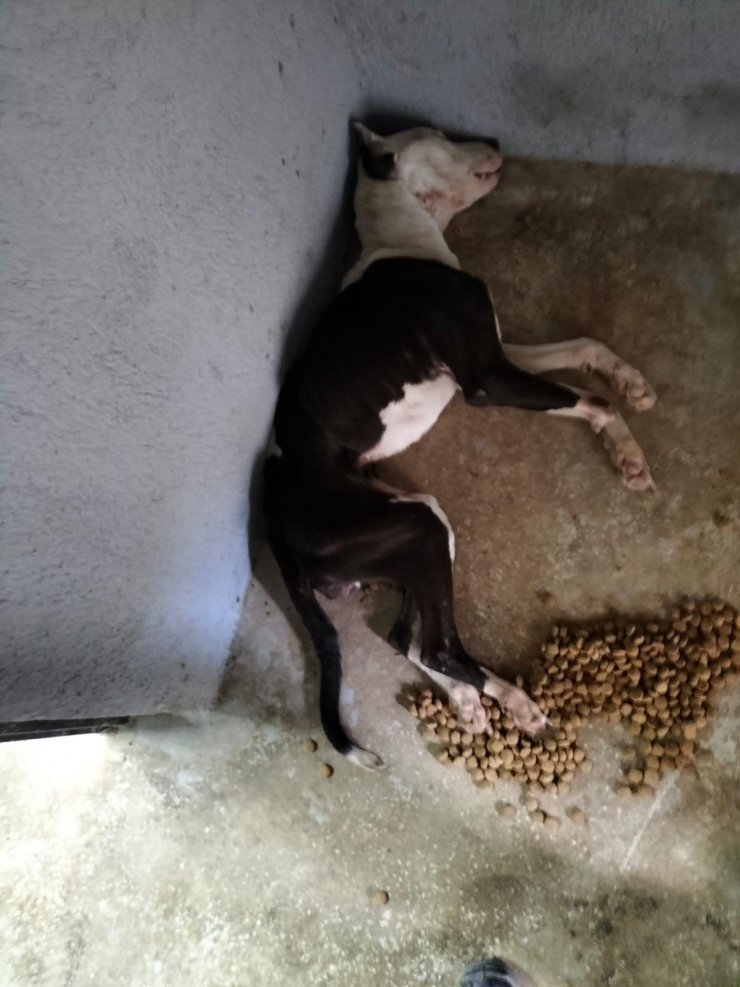 Henüz yaşananlar unutulmamışken bir vahşet daha!