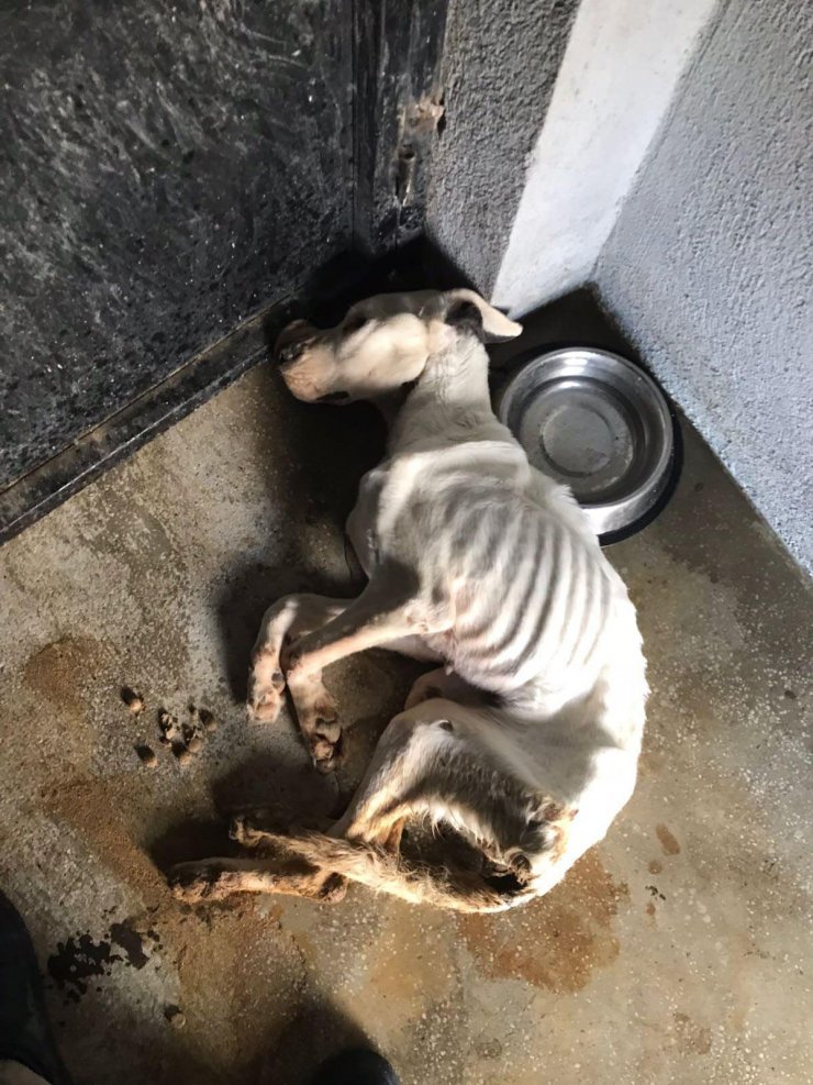 Henüz yaşananlar unutulmamışken bir vahşet daha!