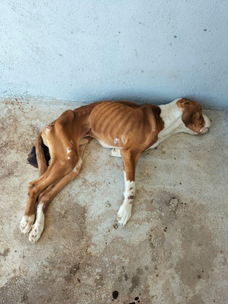 Henüz yaşananlar unutulmamışken bir vahşet daha!