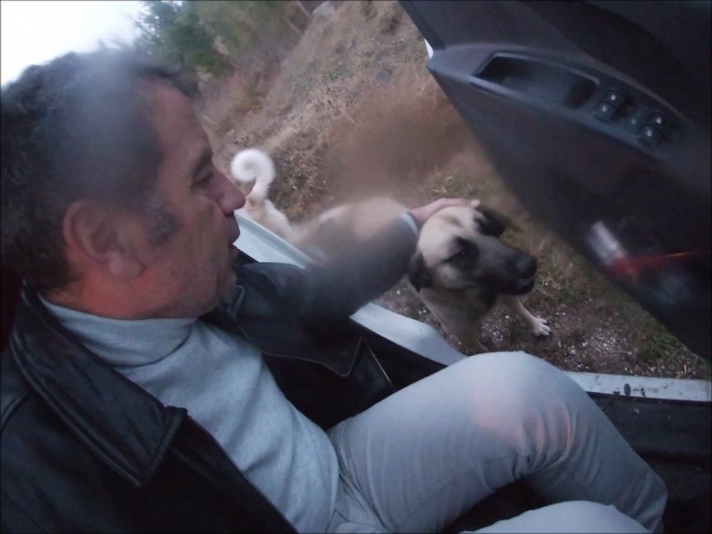 Köpekler, onu gördüğünde ne yapacağını şaşırıyor