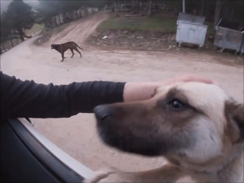 Köpekler, onu gördüğünde ne yapacağını şaşırıyor
