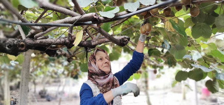 Bu üründen ortalama 70 milyon TL gelir elde edecekler