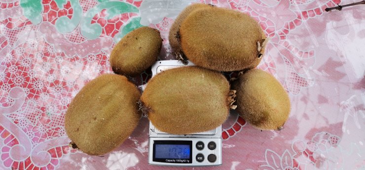 Bu üründen ortalama 70 milyon TL gelir elde edecekler